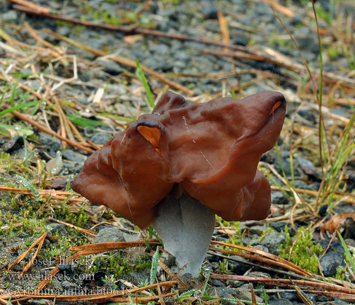 Gyromitra infula Bispelue Rogljati hrček