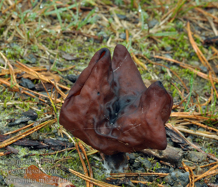 Gyromitra infula Строчок осенний ヒグマアミガサタケ