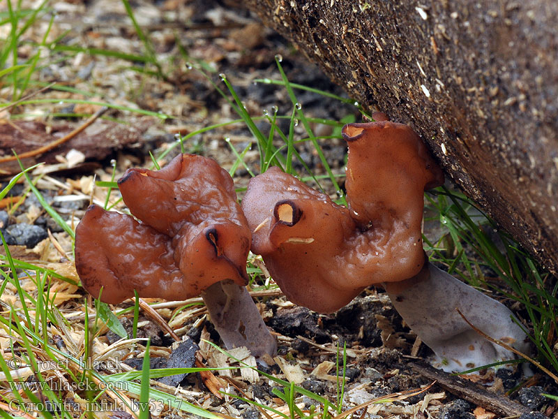 Gyromitra infula Biskopsmössa Bispelue Rogljati hrček