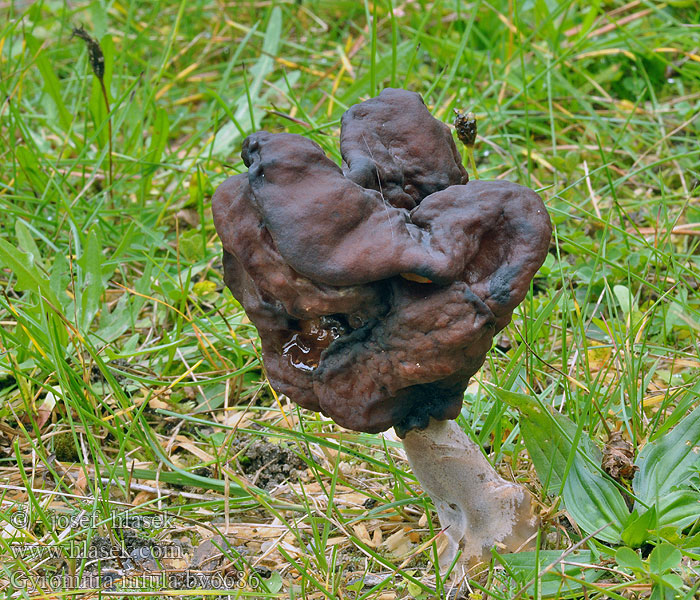 Gyromitra infula Строчок осенний ヒグマアミガサタケ