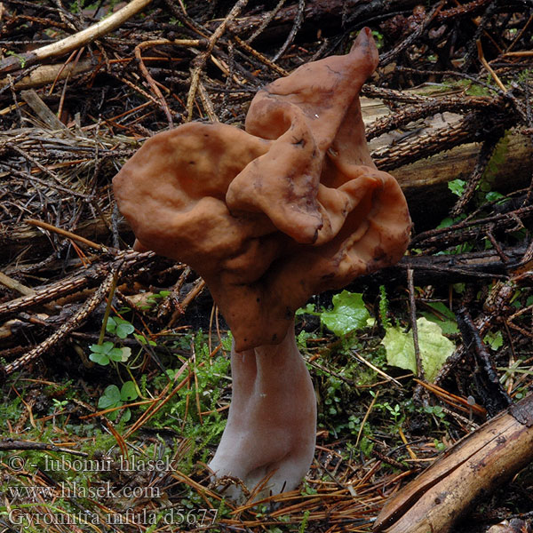 Gyromitra_infula_d5677