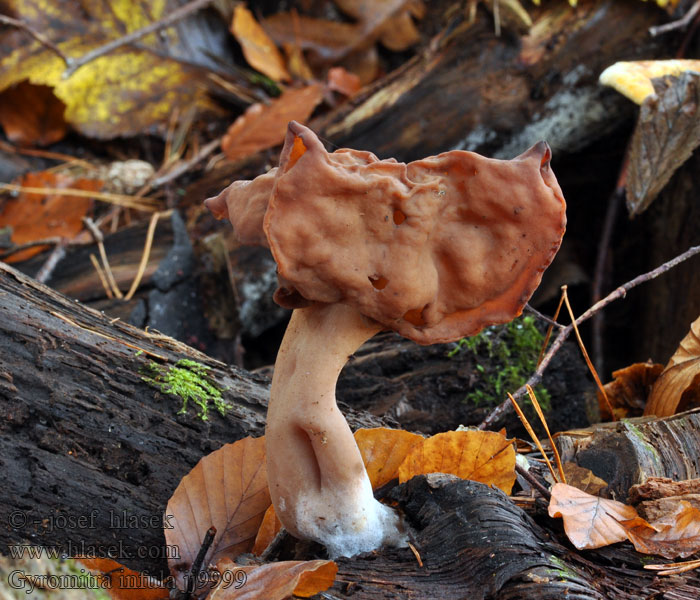 Строчок осенний ヒグマアミガサタケ Gyromitra infula