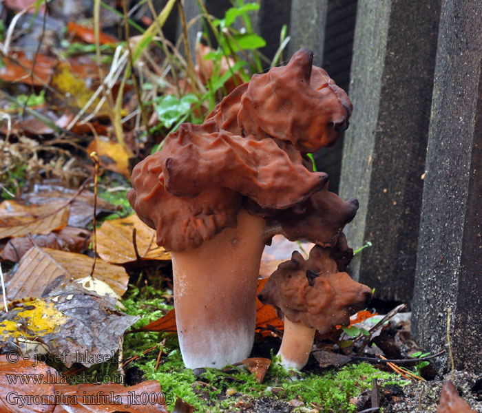 Ucháč čepcovitý Biskopsmössa Bispelue Rogljati hrček Gyromitra infula