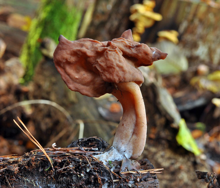 Gyromitre turban Bisschopsmuts Csúcsos papsapkagomba Gyromitra infula