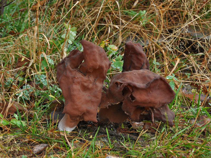 Bispehue-stenmorkel Piispanhiippa Gyromitra infula