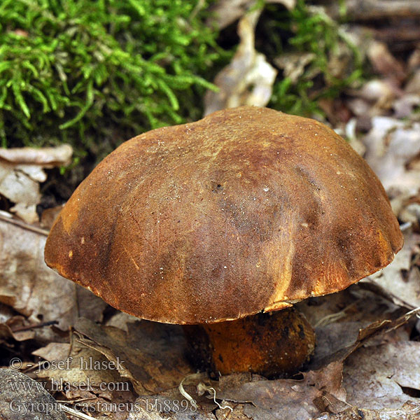 Gyroporus castaneus Boletus castanaeus Гіропор