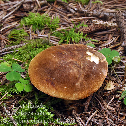 Gyroporus castaneus Boletus Hasenröhrling Cèpe châtain