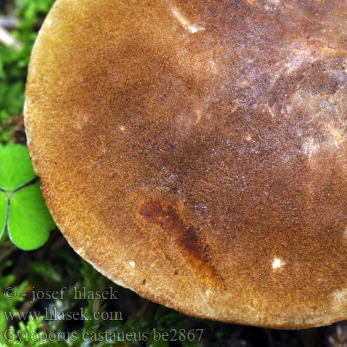 Chestnut Bolete クリイロイグPiaskowiec kasztanowaty