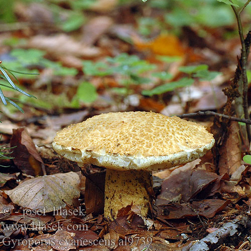 Gyroporus cyanescens al9739