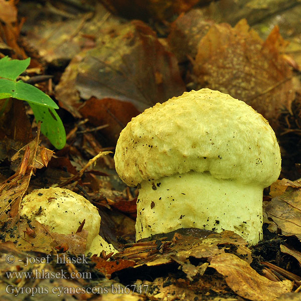 Gyroporus cyanescens bh6747