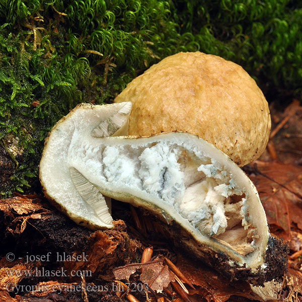 Gyroporus cyanescens bh7203