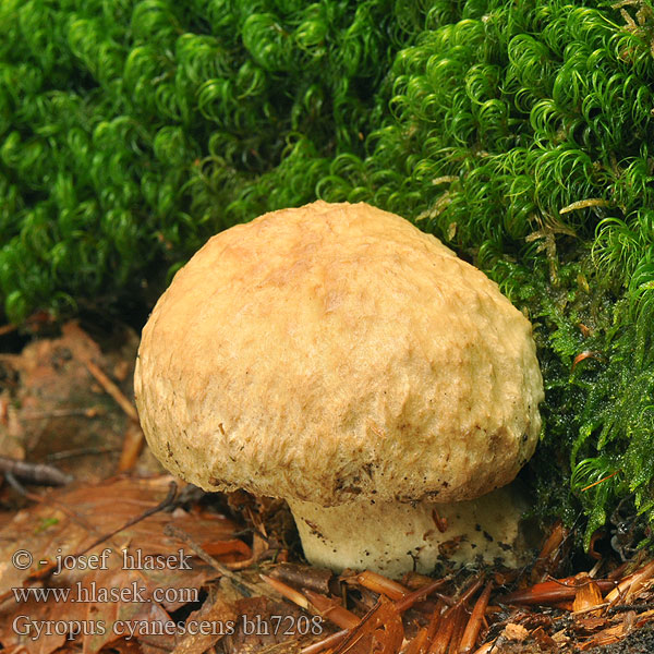 Hrib albastru Šljezovac Blåsopp Gyroporus cyanescens Hřib siný