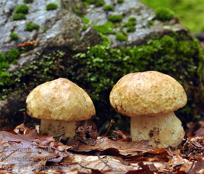 Gyroporus cyanescens bh7221