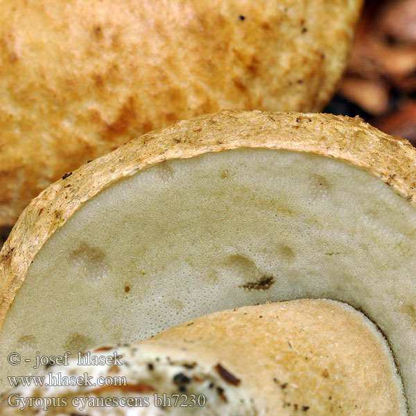 Kornblumenröhrling Cornflower Bolete Hríbnik modrejúci