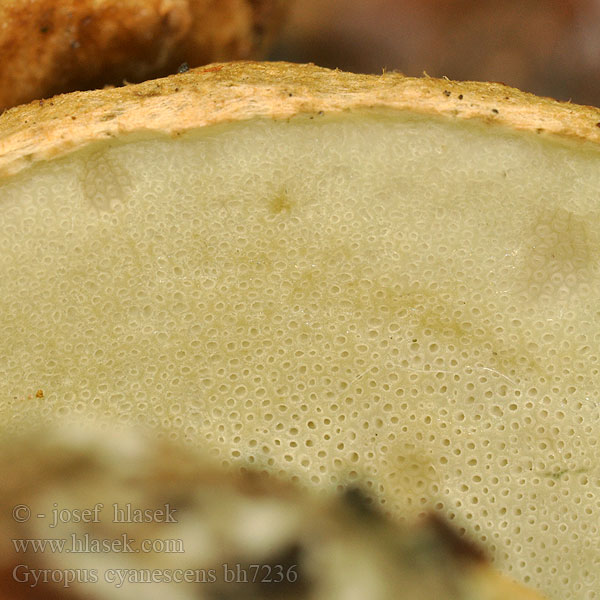 Cornflower Bolete Hríbnik modrejúci Indigoboleet Bolet indigotier