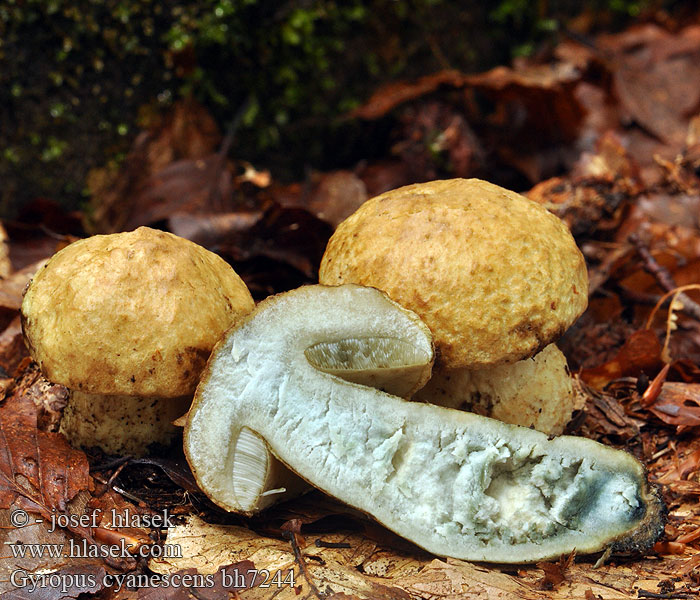 Indigoboleet Bolet indigotier Modreči bledotrosnik 蓝圆孢牛肝菌