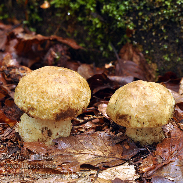 Bolet indigotier Modreči bledotrosnik 蓝圆孢牛肝菌 Blånende Rørhat