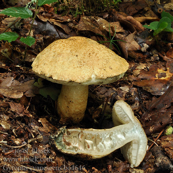 Gyroporus cyanescens Hřib siný