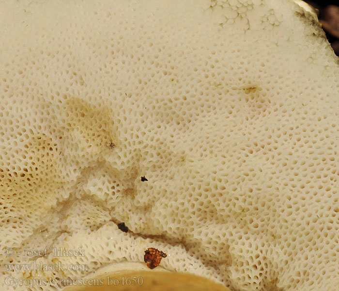 Gyroporus_cyanescens_bo4650