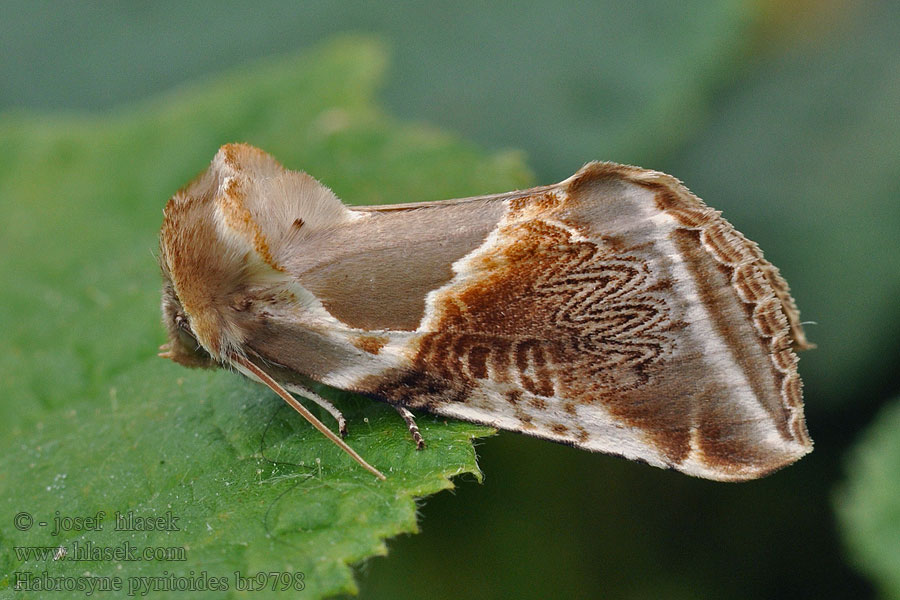 Pluszówka agatka Habrosyne pyritoides