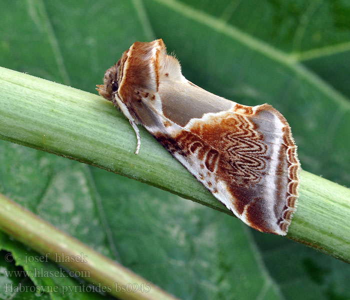 Ratissée Bandad hallonspinnare Habrosyne pyritoides