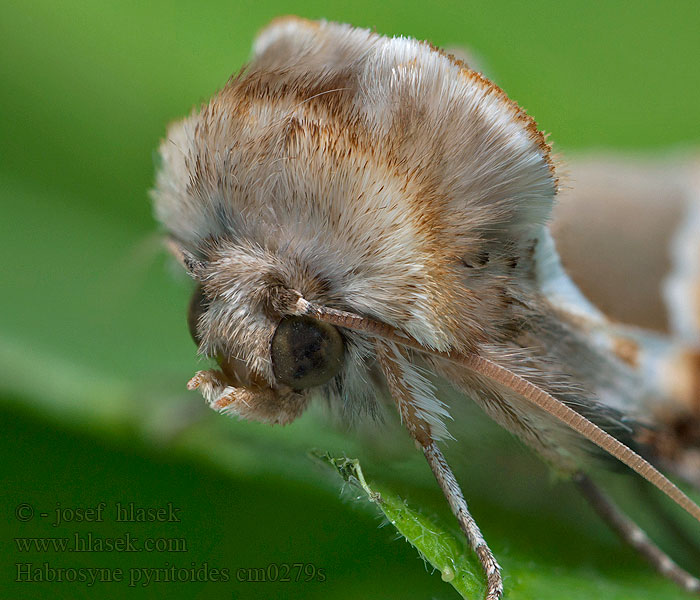 Habrosyne pyritoides