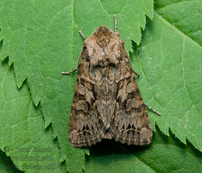 Noctuelle dentine Hamvas kertibagyoly Kurvblomst-ugle Hada plebeja