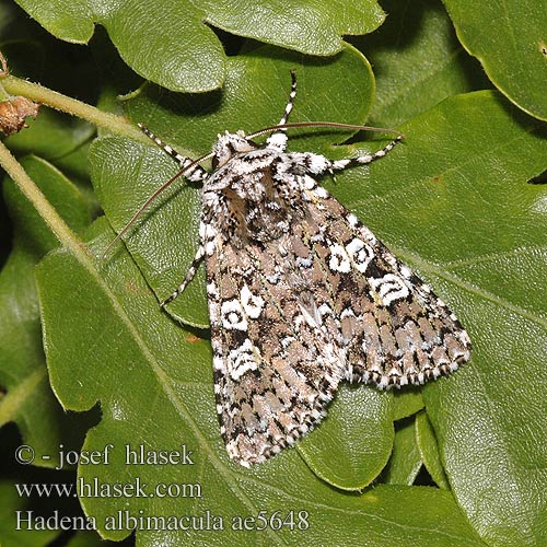 Hadena albimacula Můra běloskvrnná Noctuelle parée White Spot