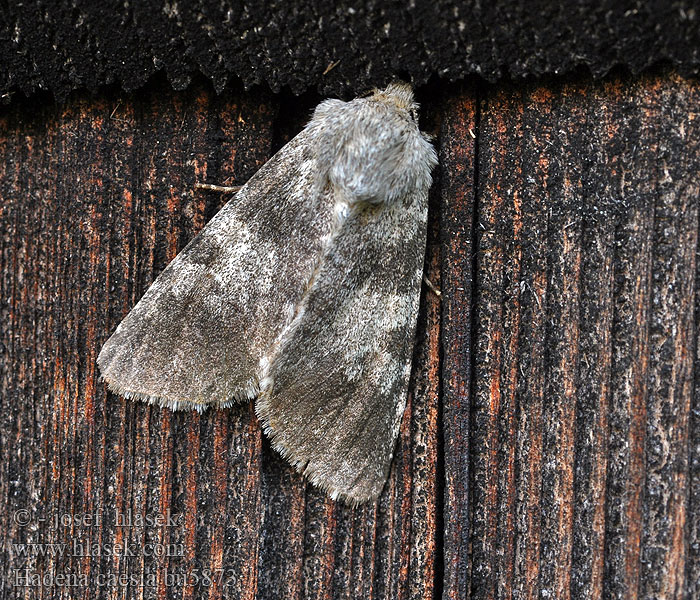 Hadena caesia Noctuelle bleue Kehnäneilikkayökkönen