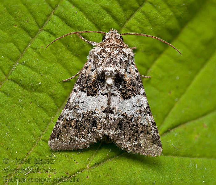 Varied Coronet Nelkeneule Hadena compta