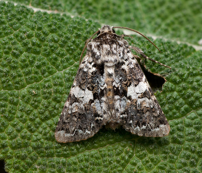 Hadena confusa Marbled Coronet Kleine Nelkeneule Můra malá