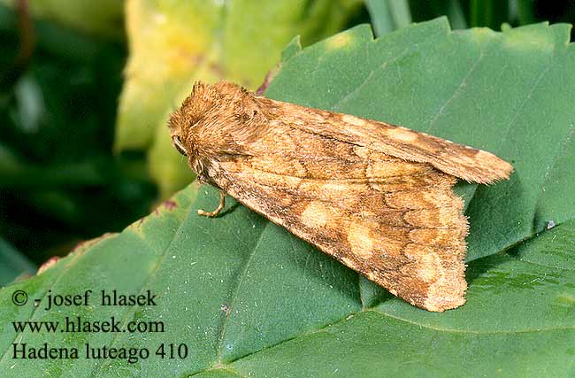 Hadena luteago Barrett's Marbled Coronet