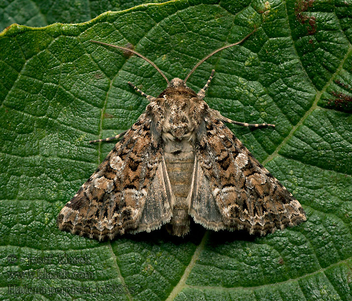 Noctuelle carpophageVariabele silene ui Hadena perplexa