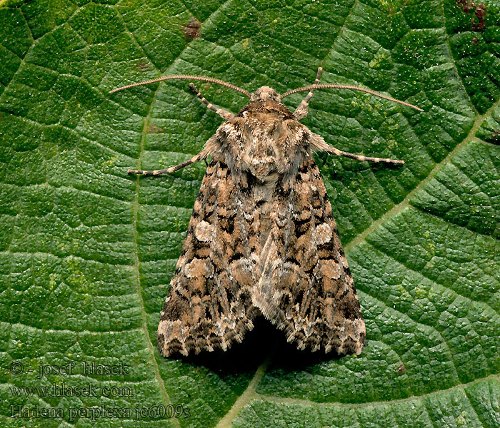 Tawny Shears Mora mydlicová Hadena perplexa