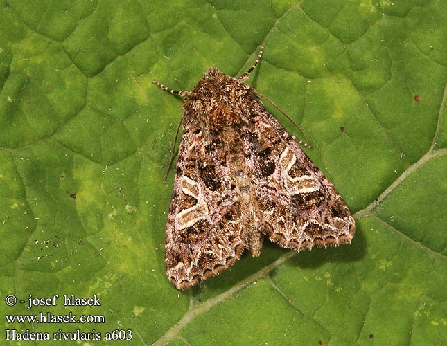 Hadena rivularis Sideridis Violettbraune Kapseleule Můra silenková Noctuelle Cucubale