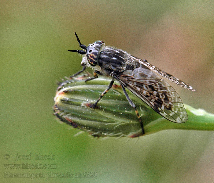 Haematopota pluvialis Дождёвка обыкновенная Gewone regendaas