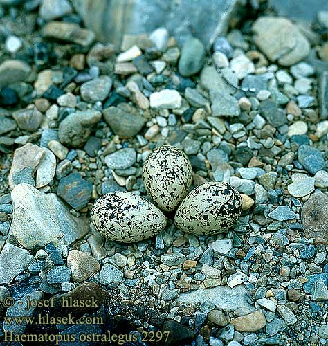 Haematopus ostralegus 2297