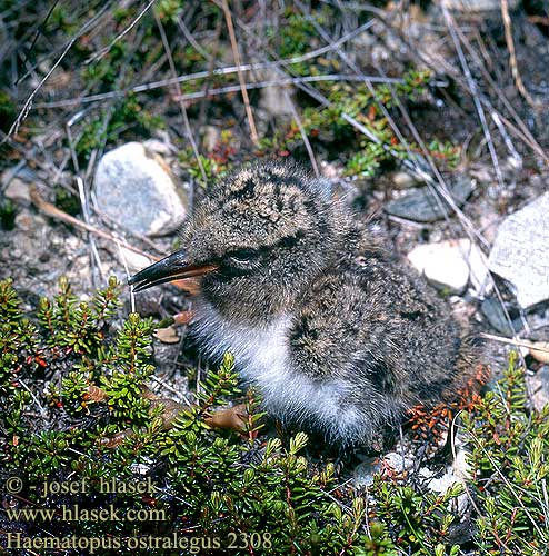 Haematopus ostralegus 2308