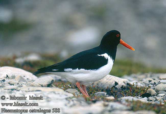 Haematopus ostralegus 588