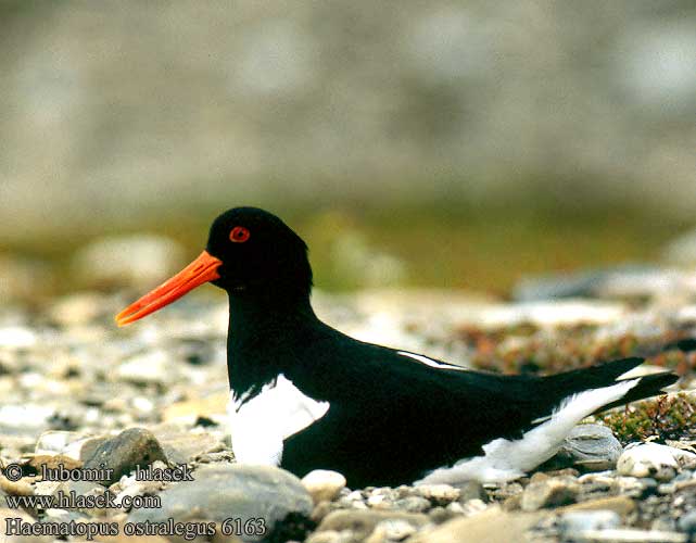 Haematopus ostralegus 6163