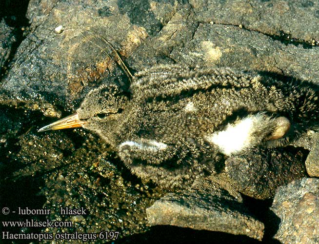 Haematopus ostralegus 6197