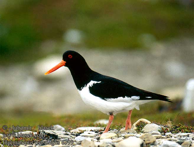 Haematopus ostralegus 6399