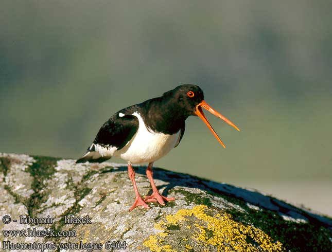 Haematopus ostralegus 6404