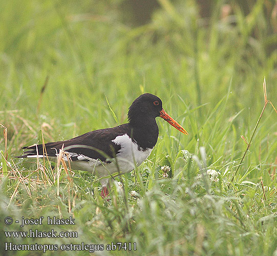 Haematopus ostralegus ab7411