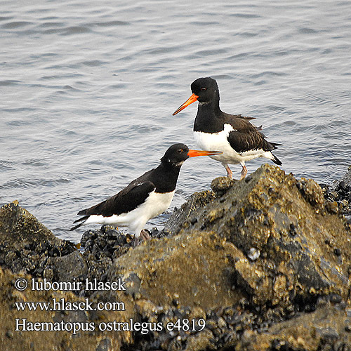 Haematopus ostralegus e4819