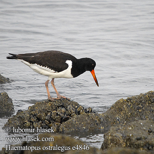 Laraska detit Haematopus ostralegus Eurasian Oystercatcher