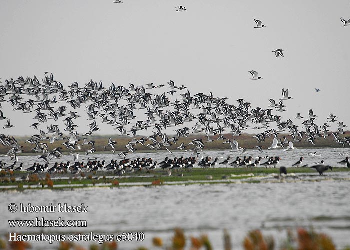 Haematopus ostralegus e5040