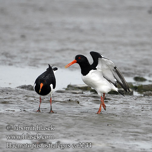 Haematopus ostralegus Oystercatcher Austernfischer