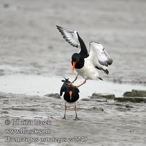 Haematopus ostralegus Ostrero Euroasiático Ústřičník velký