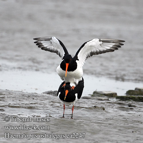 Haematopus ostralegus Eurasian Oystercatcher Gille-Brìghde